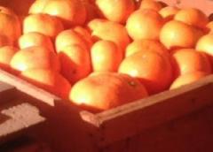 中尾新右衛門農園